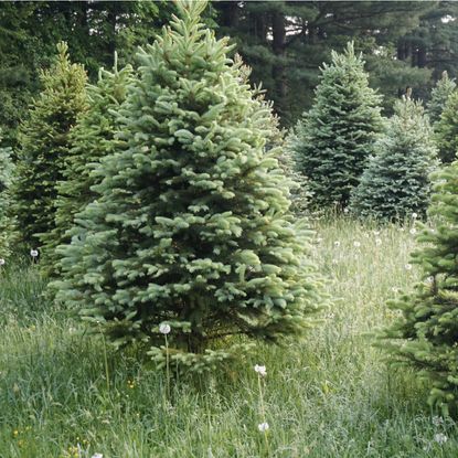 christmas trees outside in woods