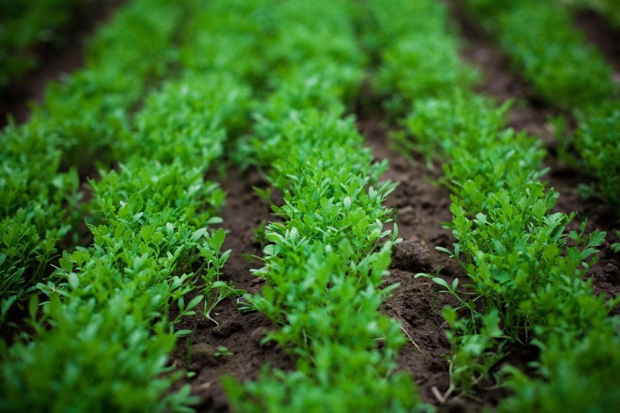 Rows Of Watercress Plants In The Garden