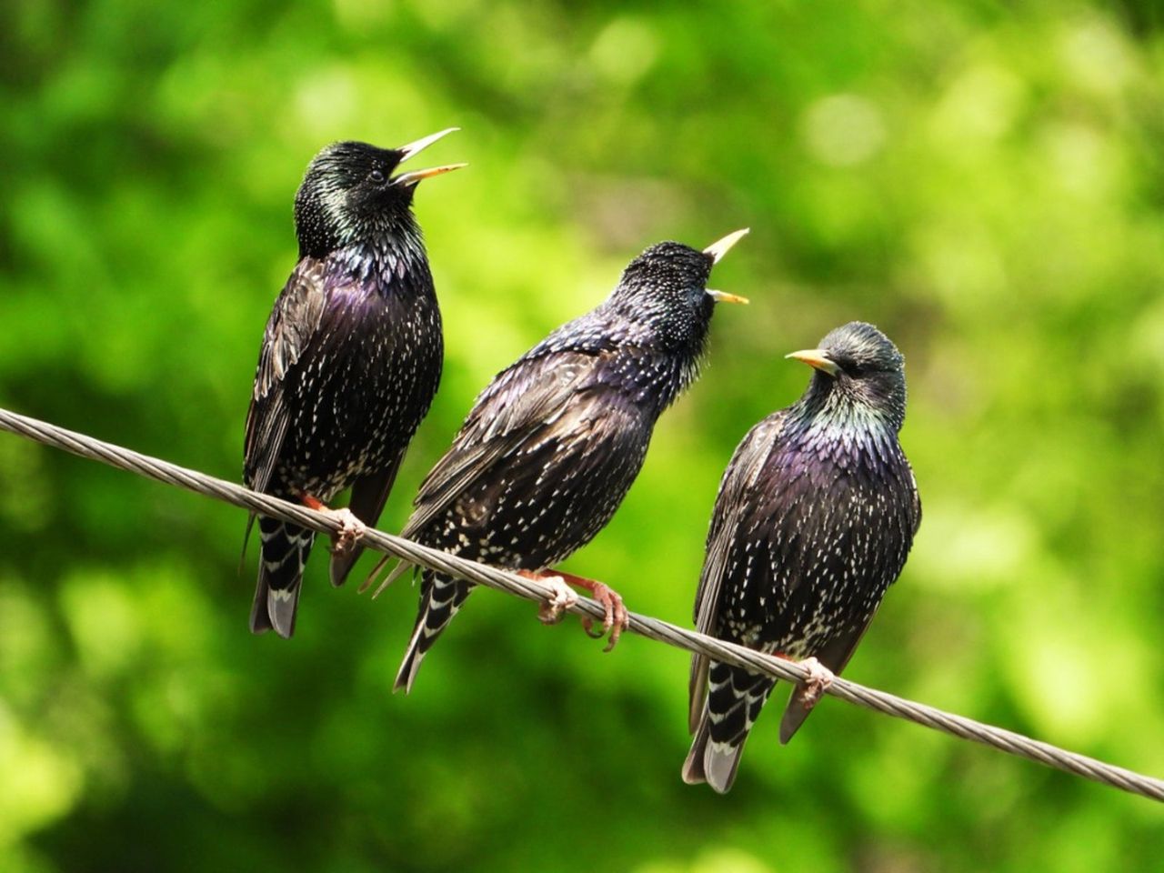 Three Seedling Birds