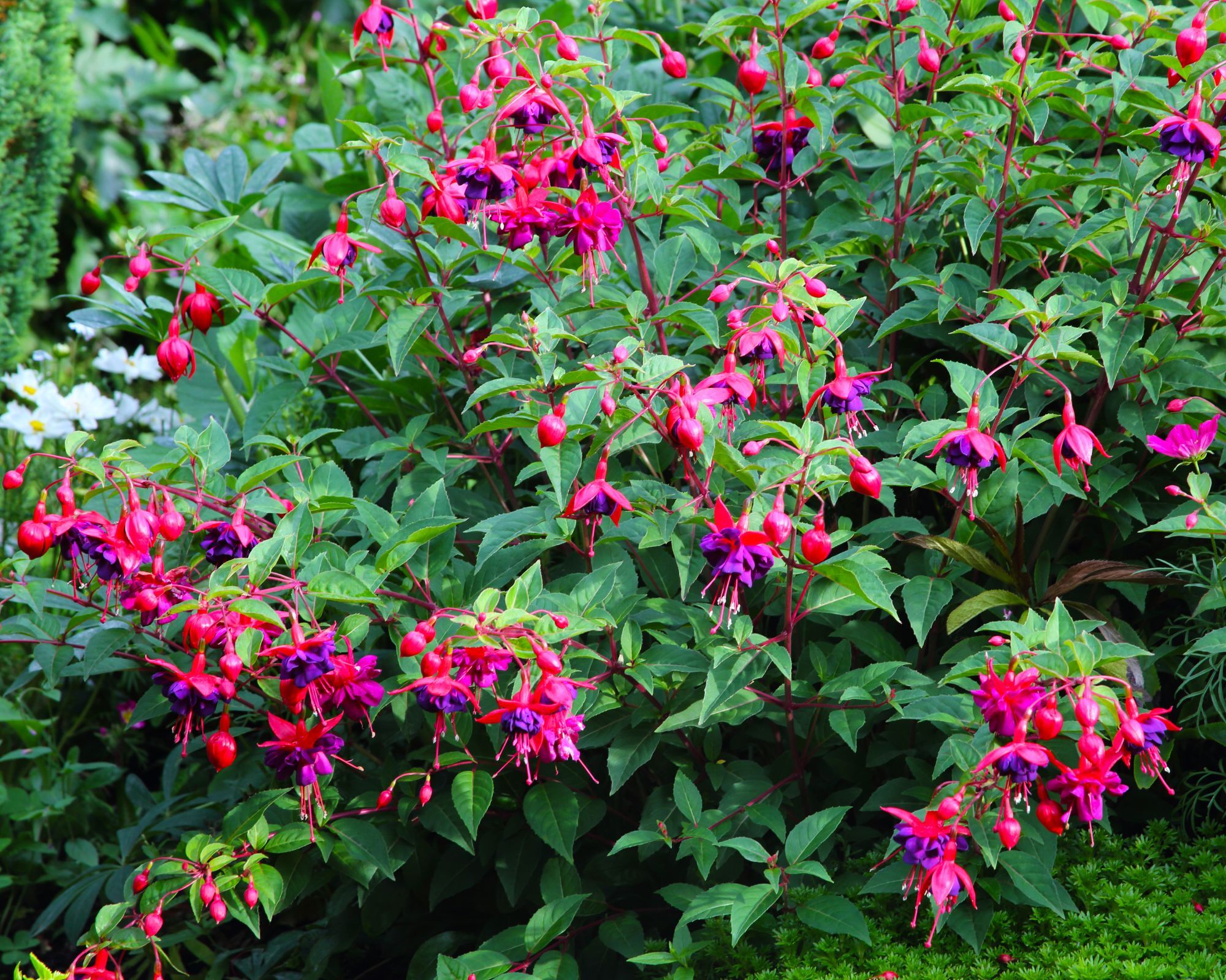 Fuchsia plant