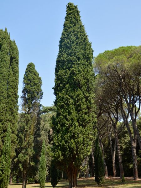 Tall Thuja Evergreen Plants