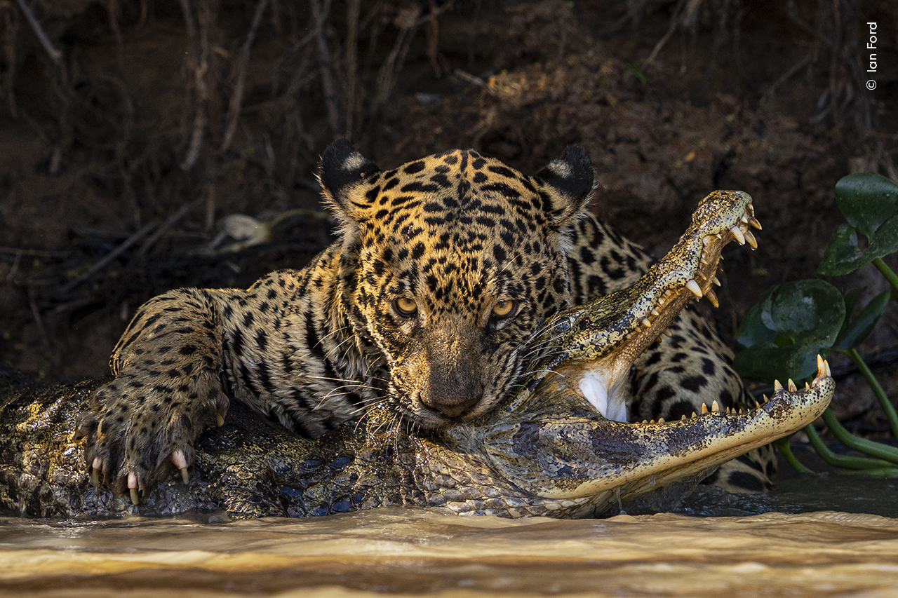 Uma onça-pintada encara a câmera enquanto segura uma mordida na cabeça de um crocodilo em águas rasas.