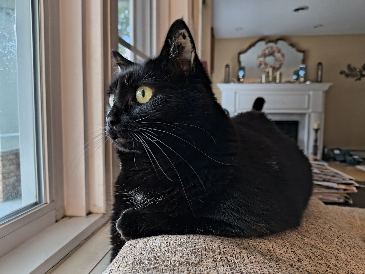 Portrait of a black cat with yellow eyes laying on the top of a couch next to a window indoors looking attentively at the outside, with a fireplace and large mirror in the background