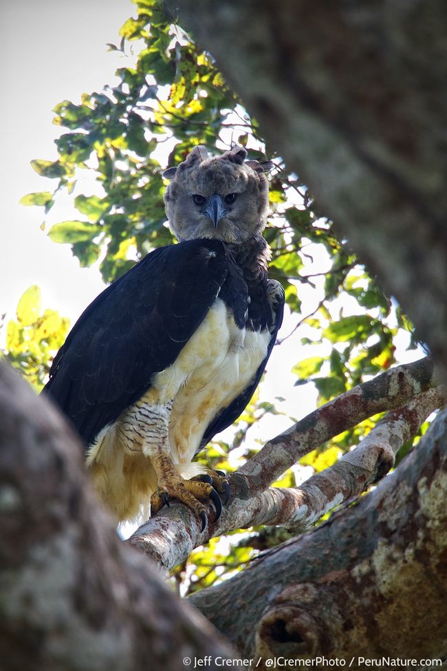 In Images: Amazing Harpy Eagle Chick | Live Science