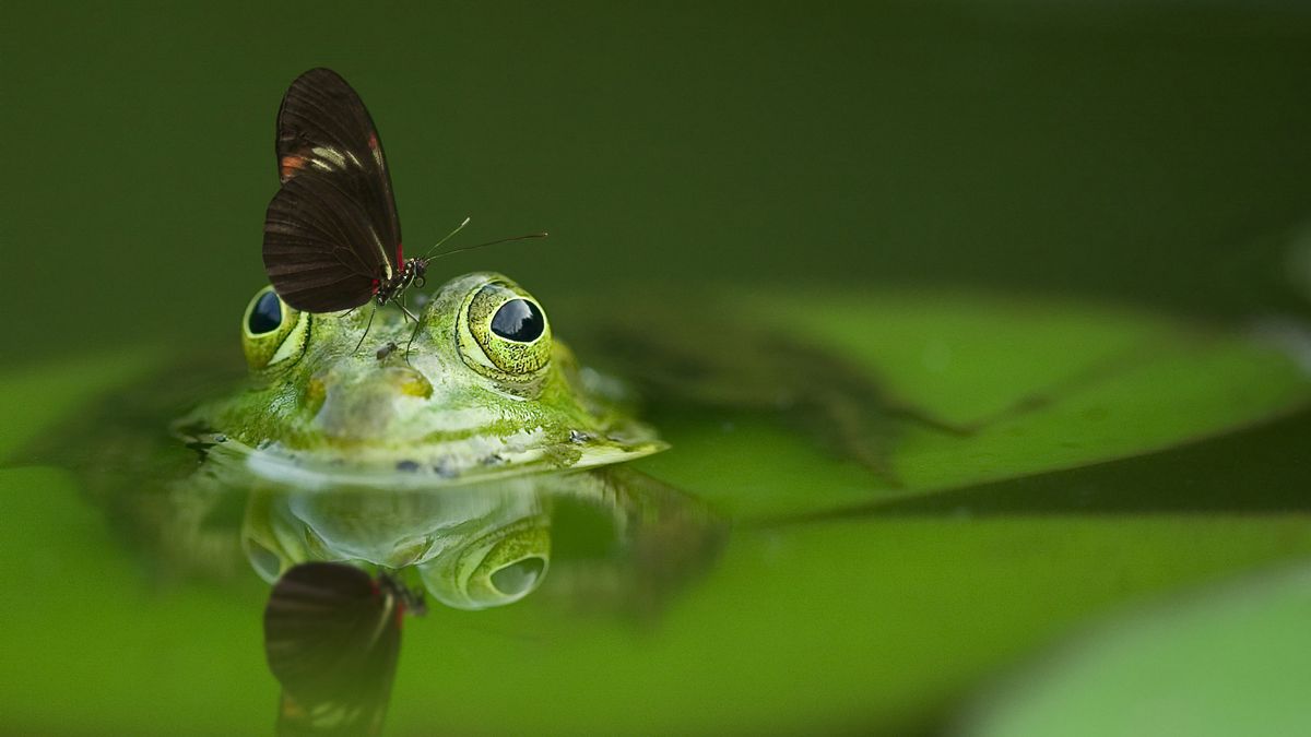 10 essential steps to better macro images