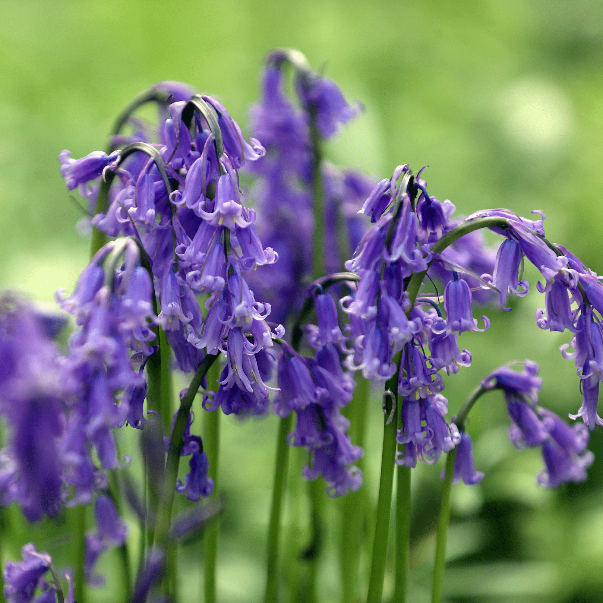 Cara menanam umbi bluebell 