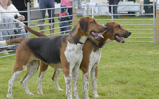 The North Staffs claim the Old English bitch hound couple class with Playful and Puzzle 15