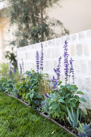 purple flowering salvias along a small garden border with a stone wall behind