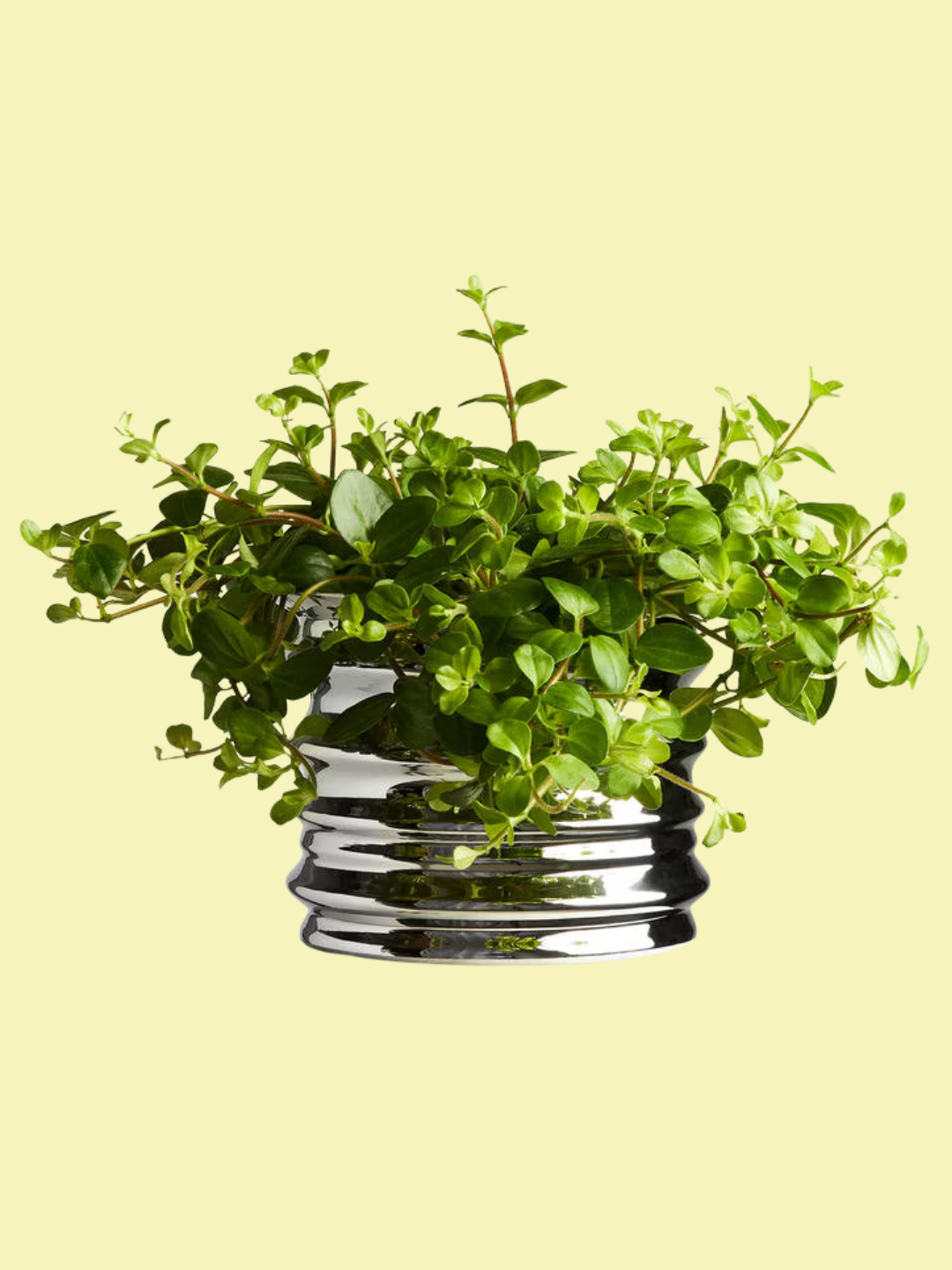 A textured metal flower pot from Arket