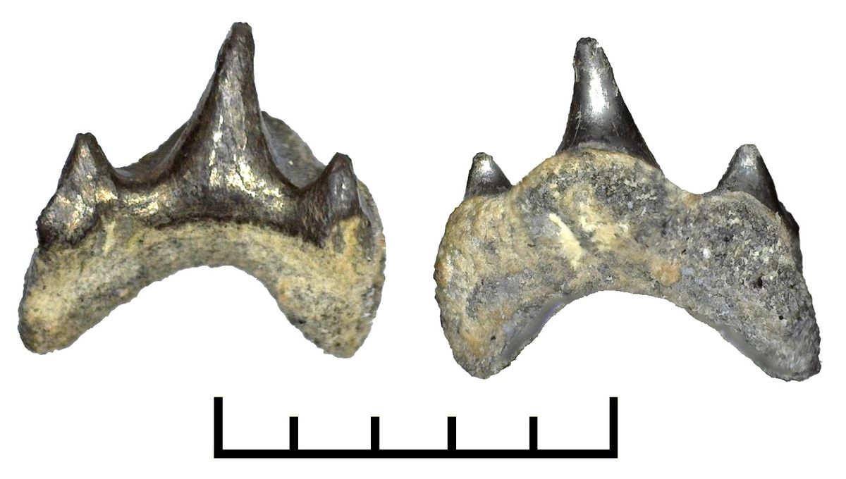 megamouth shark tooth