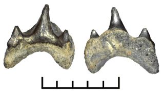 megamouth shark tooth