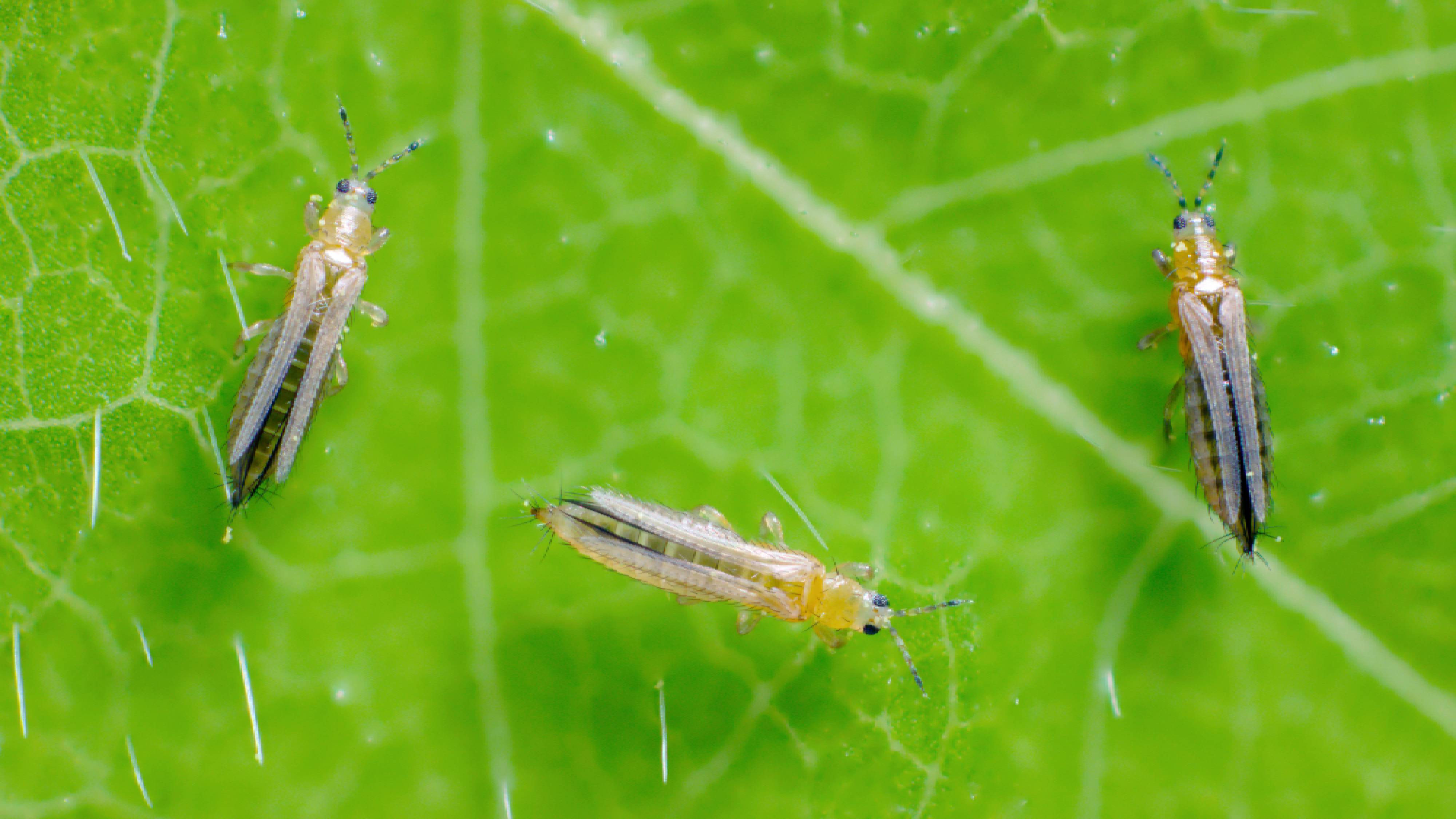 Thrips on leaf