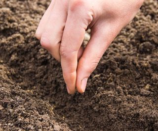 Direct sowing vegetable seeds by hand into the soil