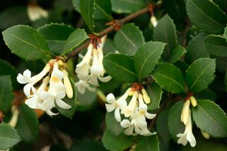 Osmanthus delavayi