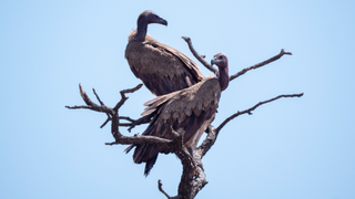 Two white-backed vultures high up on a leafless tree.