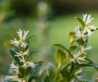 Close up of flowers on a sweet box (sarcococca confusa) shrub