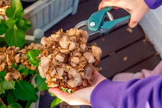 pruning dried hydrangea flower by secateurs on a patio at spring