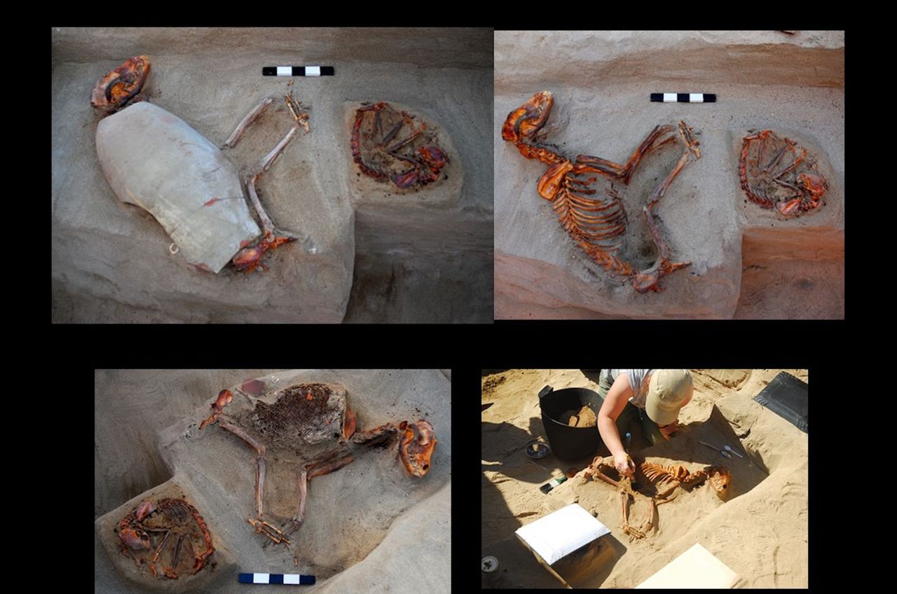 These ancient Egyptian dogs were buried in ceramic vessels.