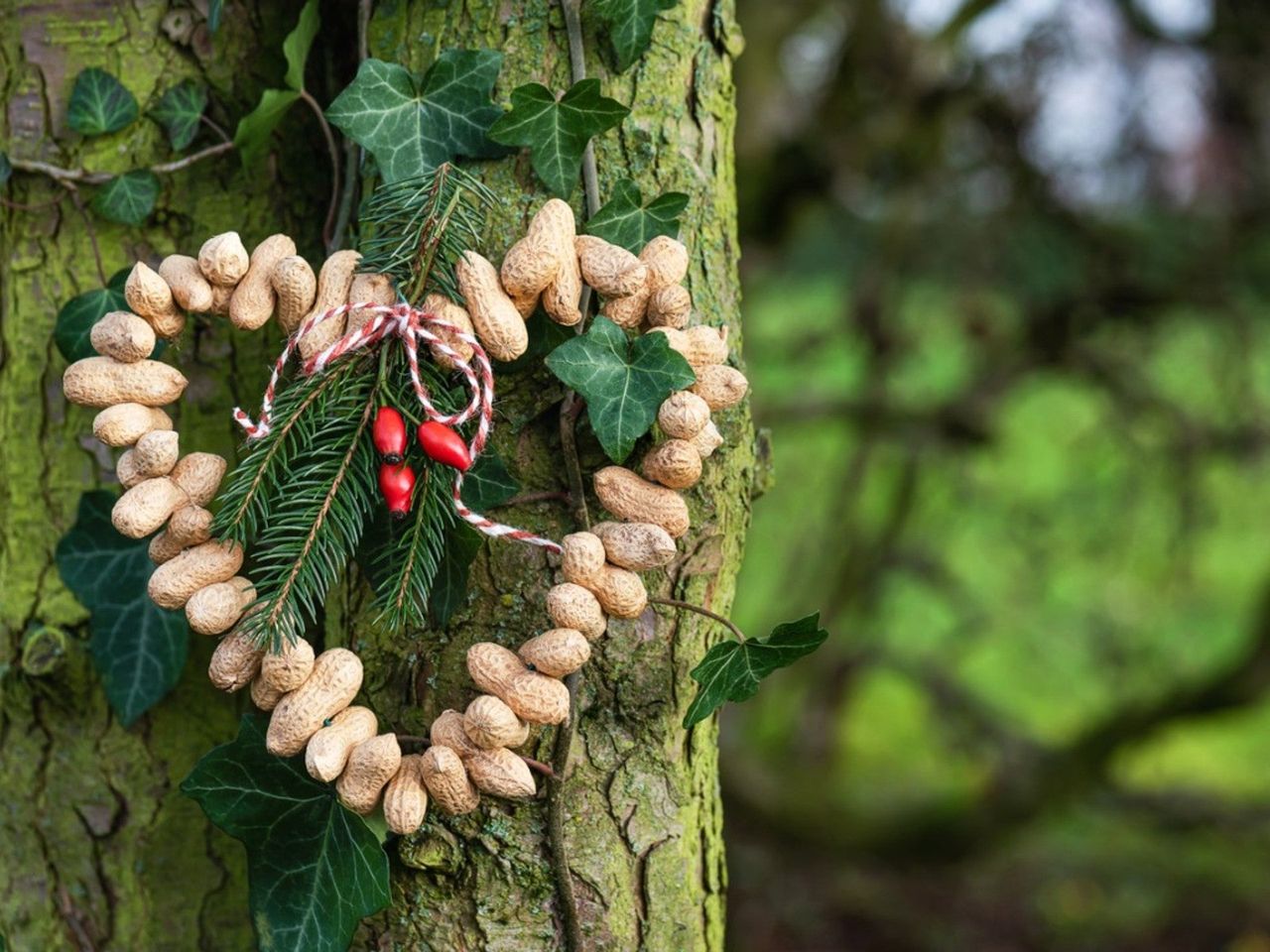 DIY Bird Feeder On A Tree