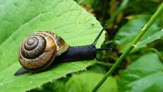 picture of snail on leaf