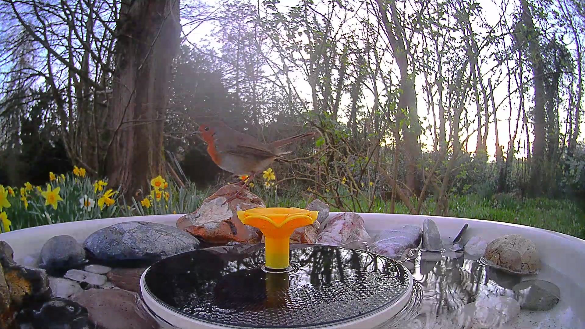 View from the Birdfy Bird Bath Pro's camera, set in a wild garden among trees, with a European Robin visiting the device