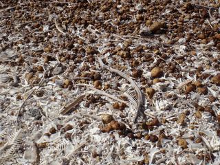 fish balls, Salton Sea