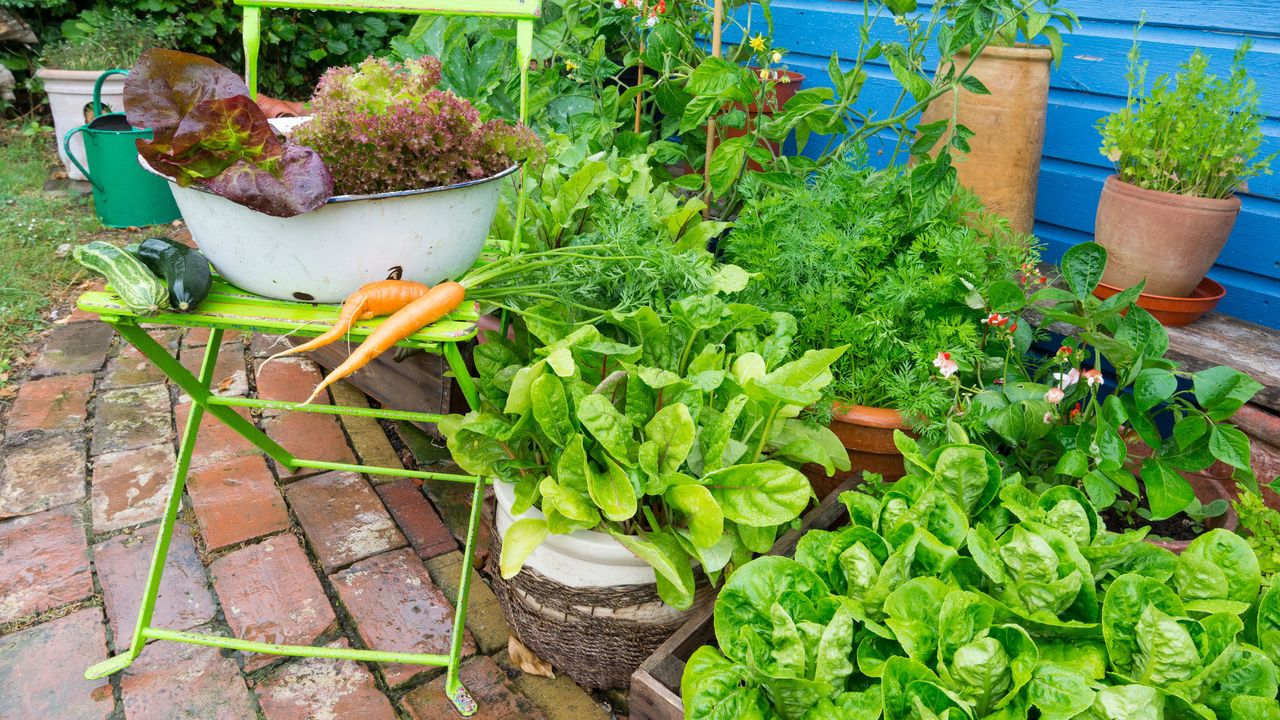 growing vegetables in pots