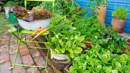 growing vegetables in pots