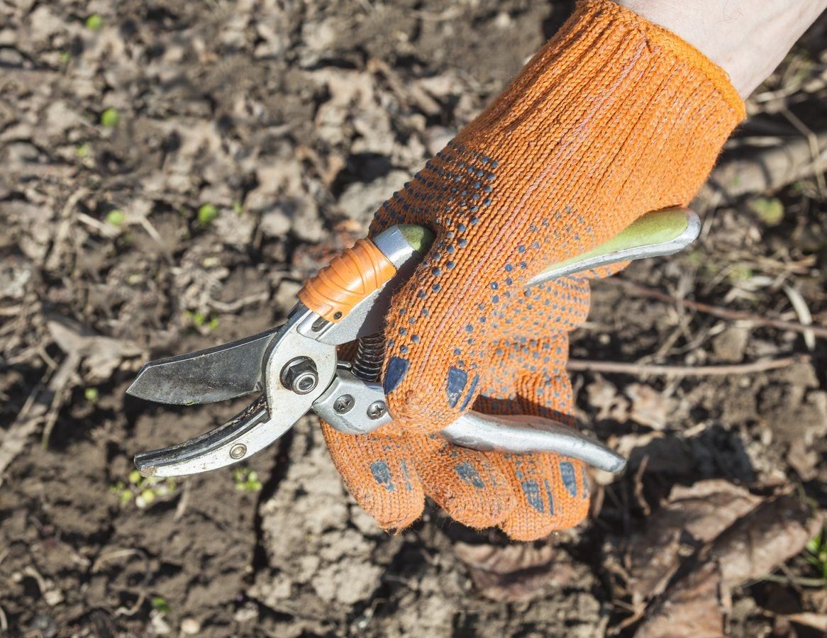 Gardener With Gloves Holding Shears