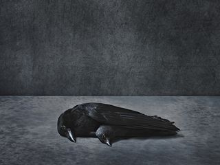 Crow and Jacdaw, 2023 ©Stephan Vanfleteren