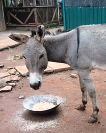 Donkey-branding.jpg