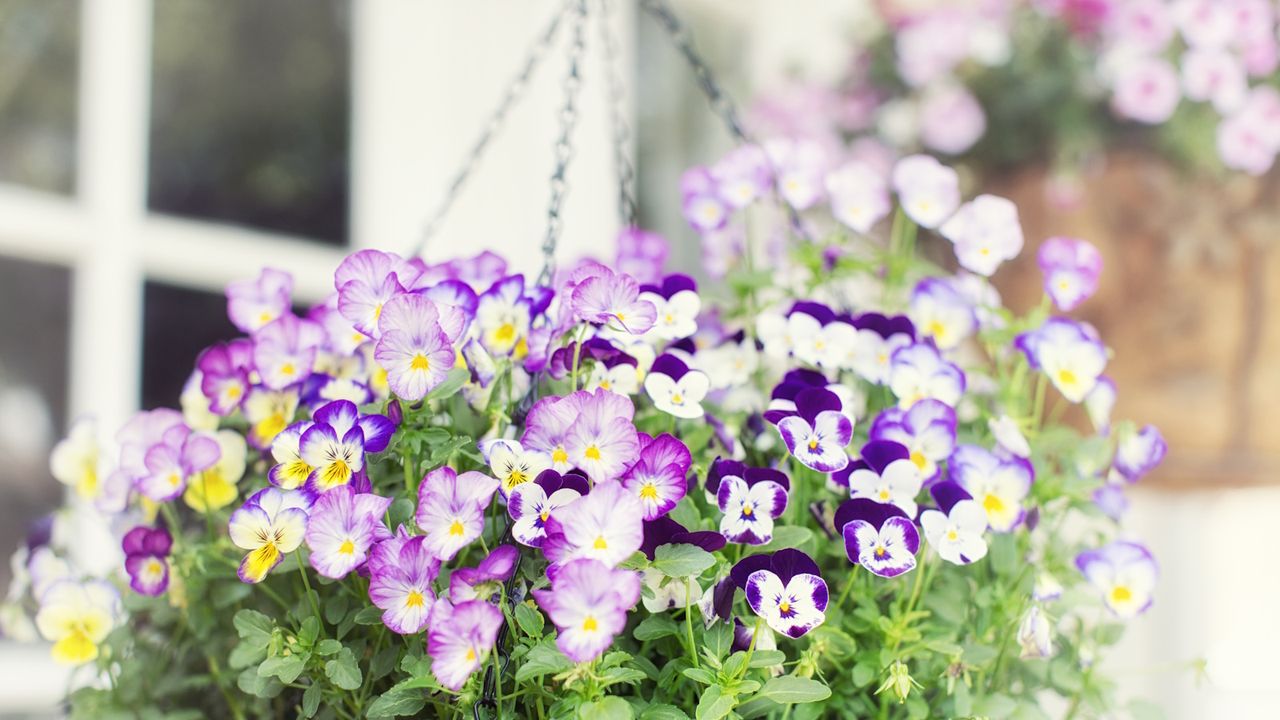 Colorful violas in several varieties in a moss-covered hanging basket in front of French door windows