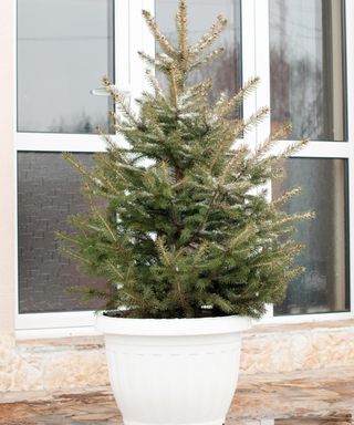 Alive fir tree in pot prepared for Christmas