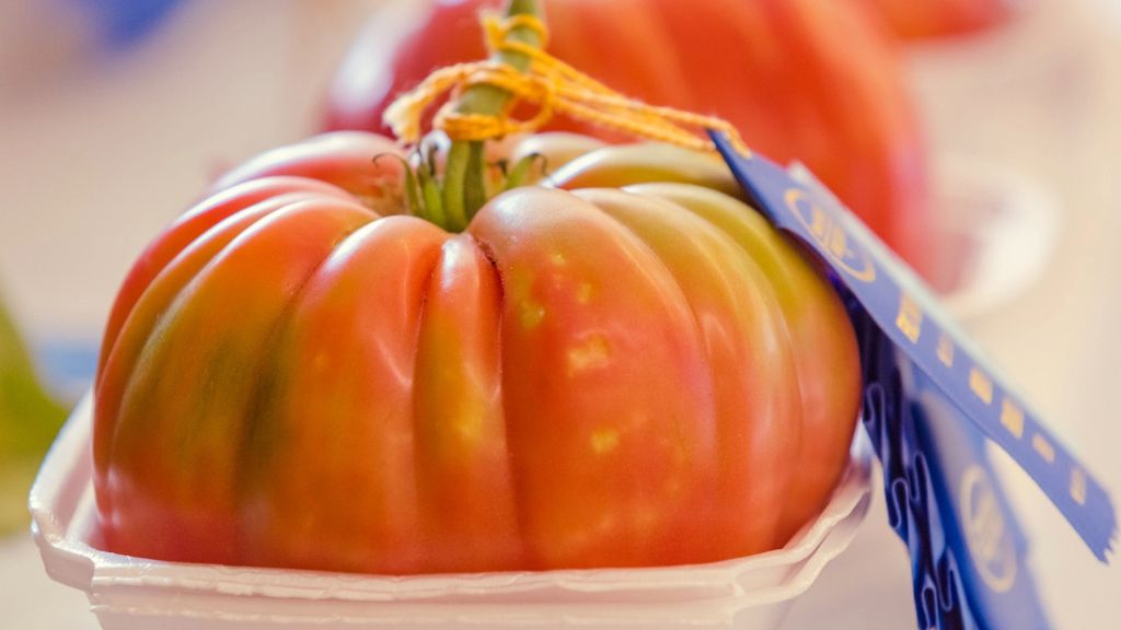 A tomato with a blue ribbon on it