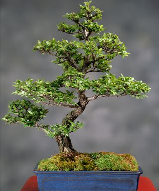 Chinese elm bonsai tree in container growing at a large height.