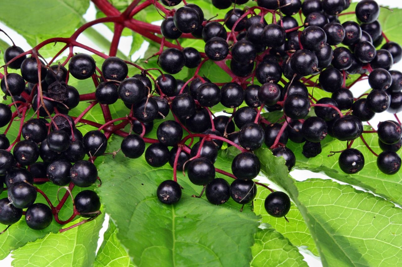 Elderberries