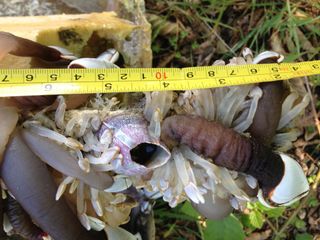 A Japanese barnacle (Megabalanus rosa) and native oceanic gooseneck barnacles in the Lepas genus were carried on a Japanese tsunami vessel, before washing ashore in 2014 in Long Beach, Washington.