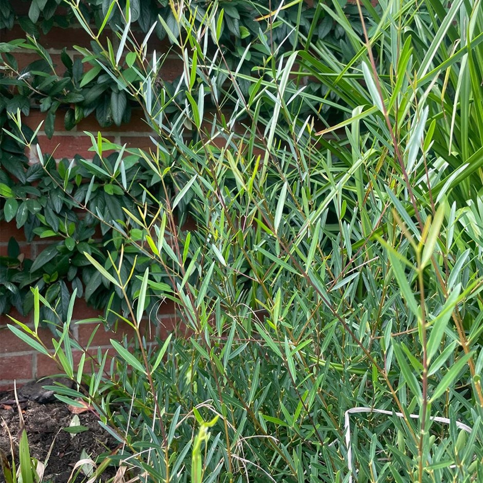 Phillyrea Angustifolia