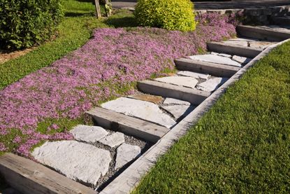 A lawn with flag stone steps and purple heather ground cover