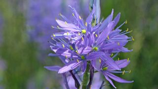 The Camassia flower