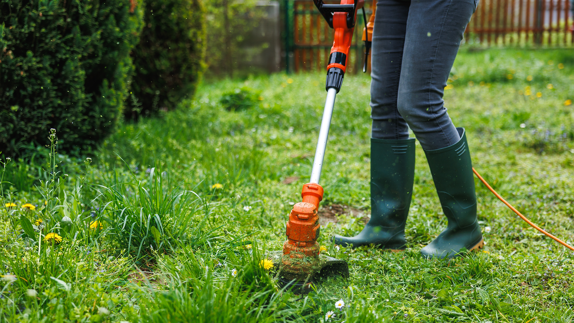 Woman cutting backyard grass with an electric grass trimmer