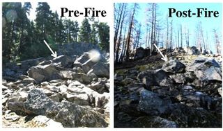 Images of a pika research area before and after Oregon's 2011 Dollar Lake fire, on the slopes of Mount Hood.