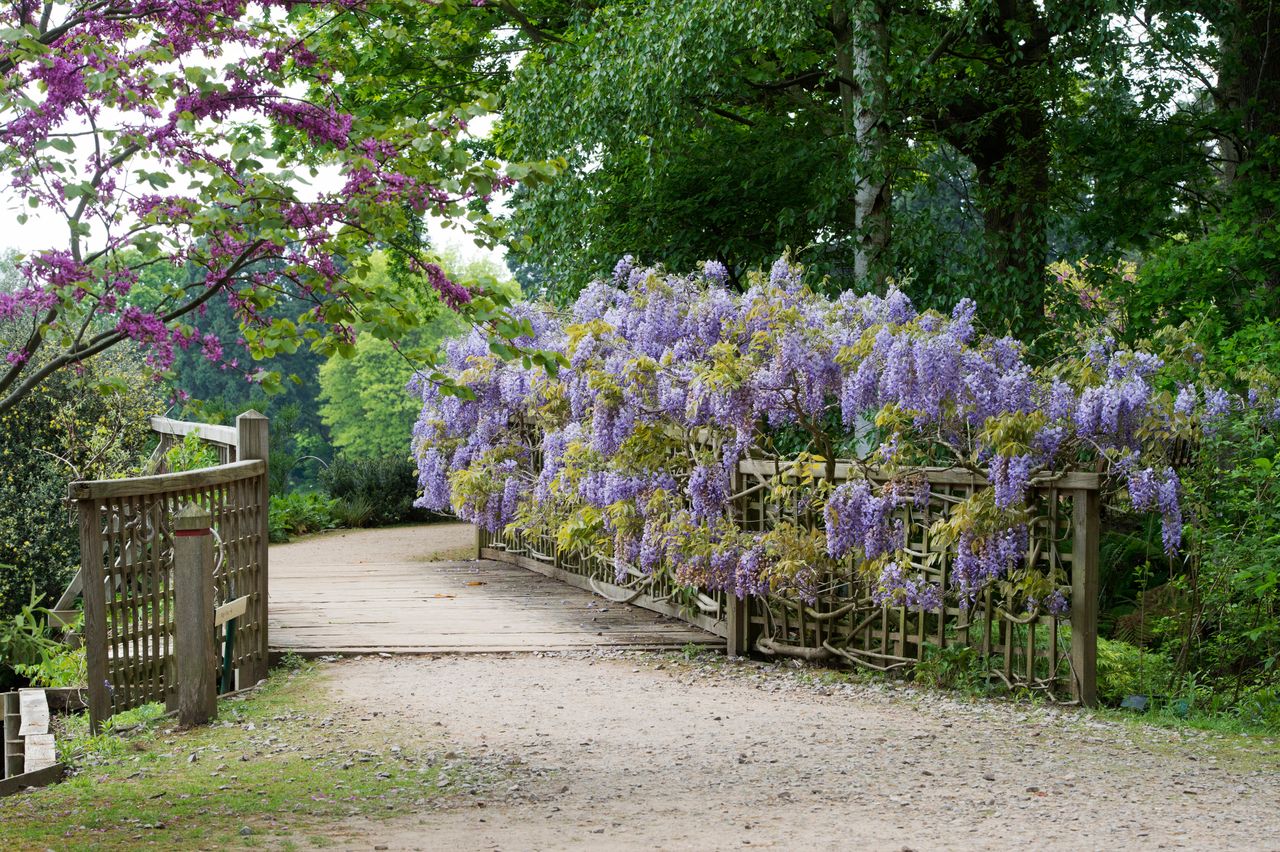 Best flowering climbers – Wisteria sinensis ‘Prolific’