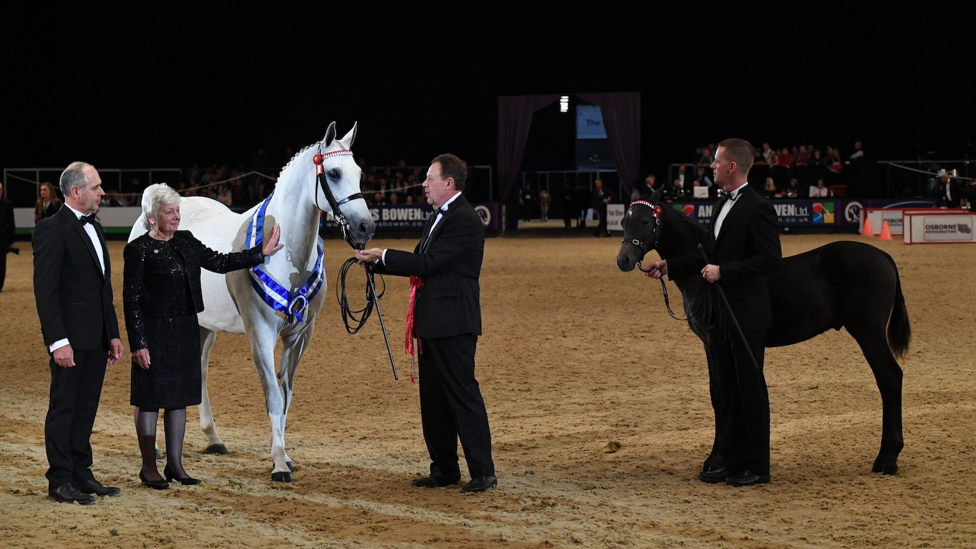 Jerome Harforth's mare Crafton Blythe Spirit, an example of preparing mares and foals for the show ring.