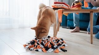 dog sniffing for a treat in a snuffle mat