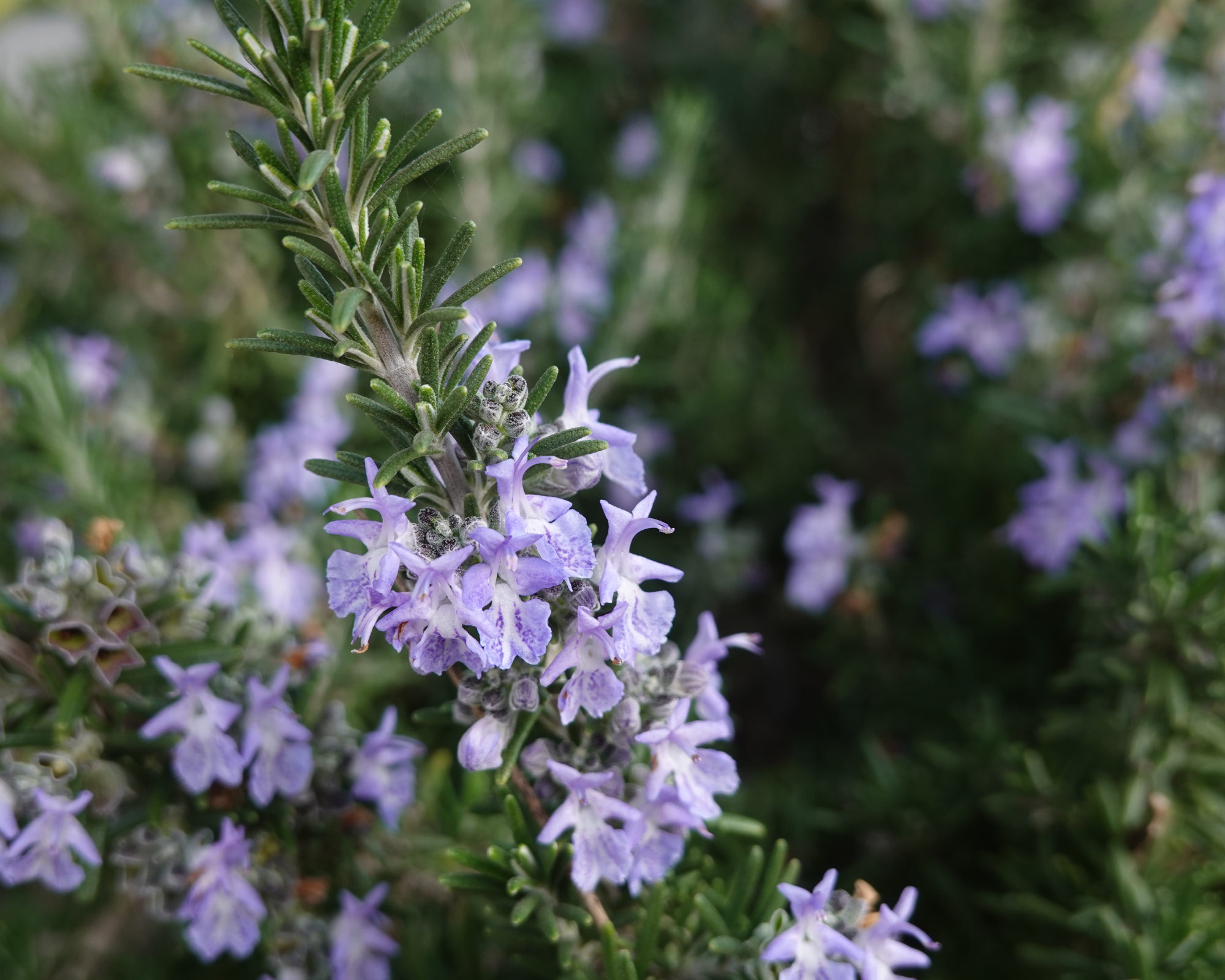 Flowering rosemary herb plant in pollinator garden
