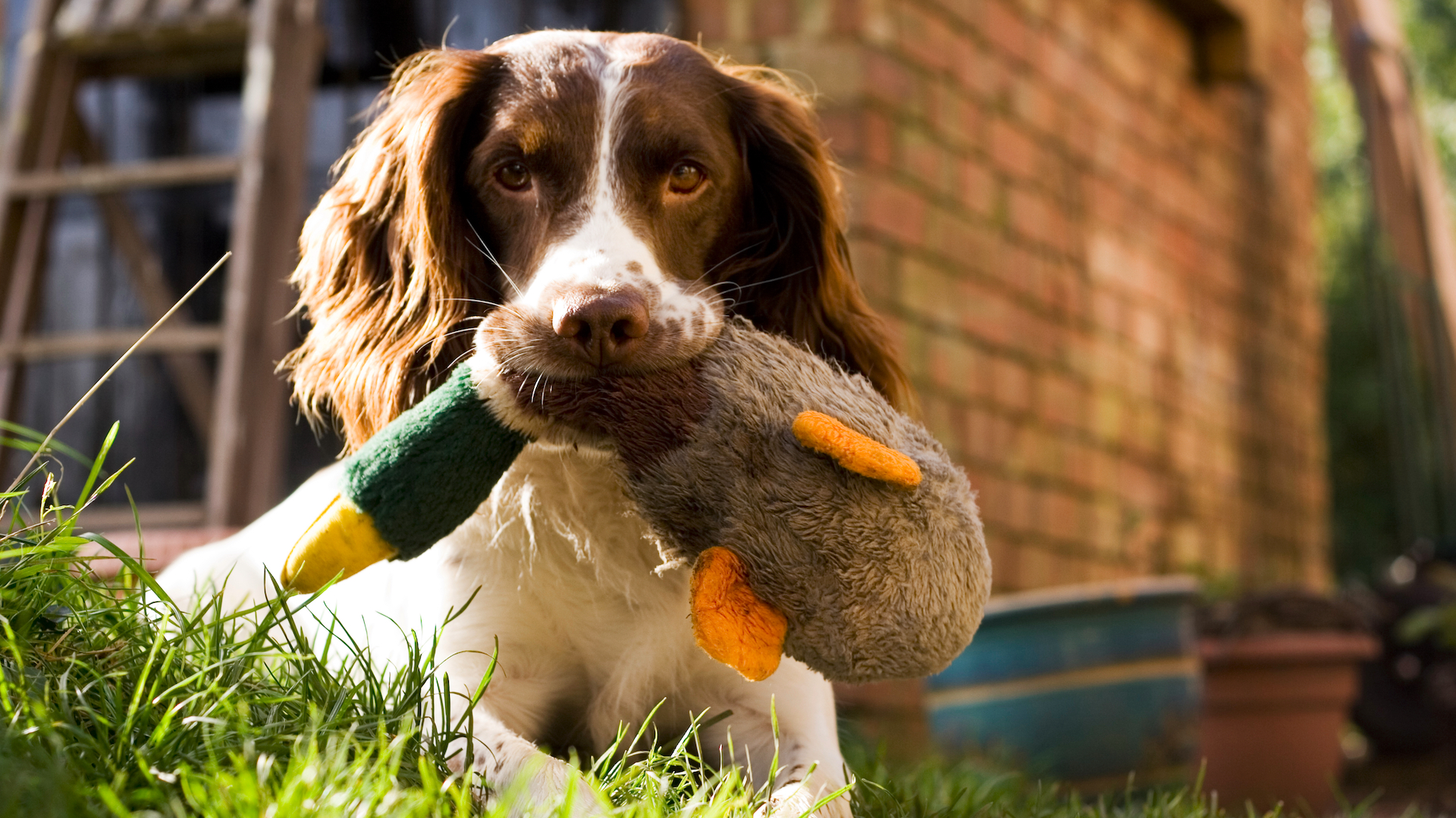Springer spaniel with duck toy