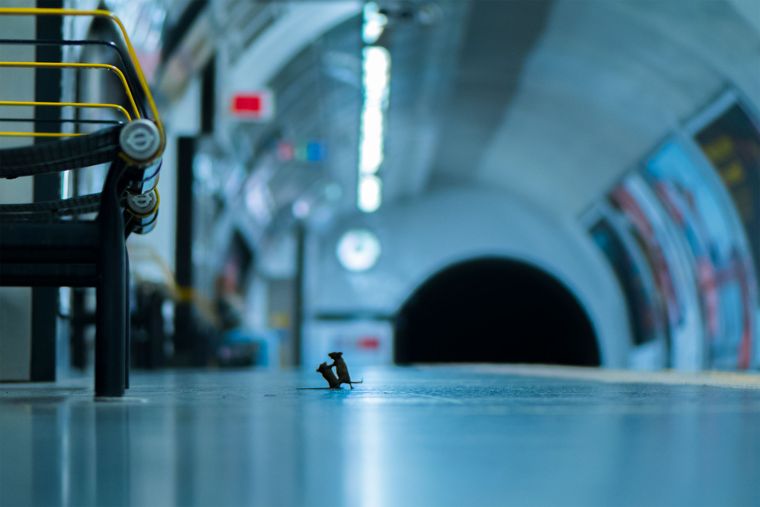 The mice fighting on the tube have enchanted people from around the world.