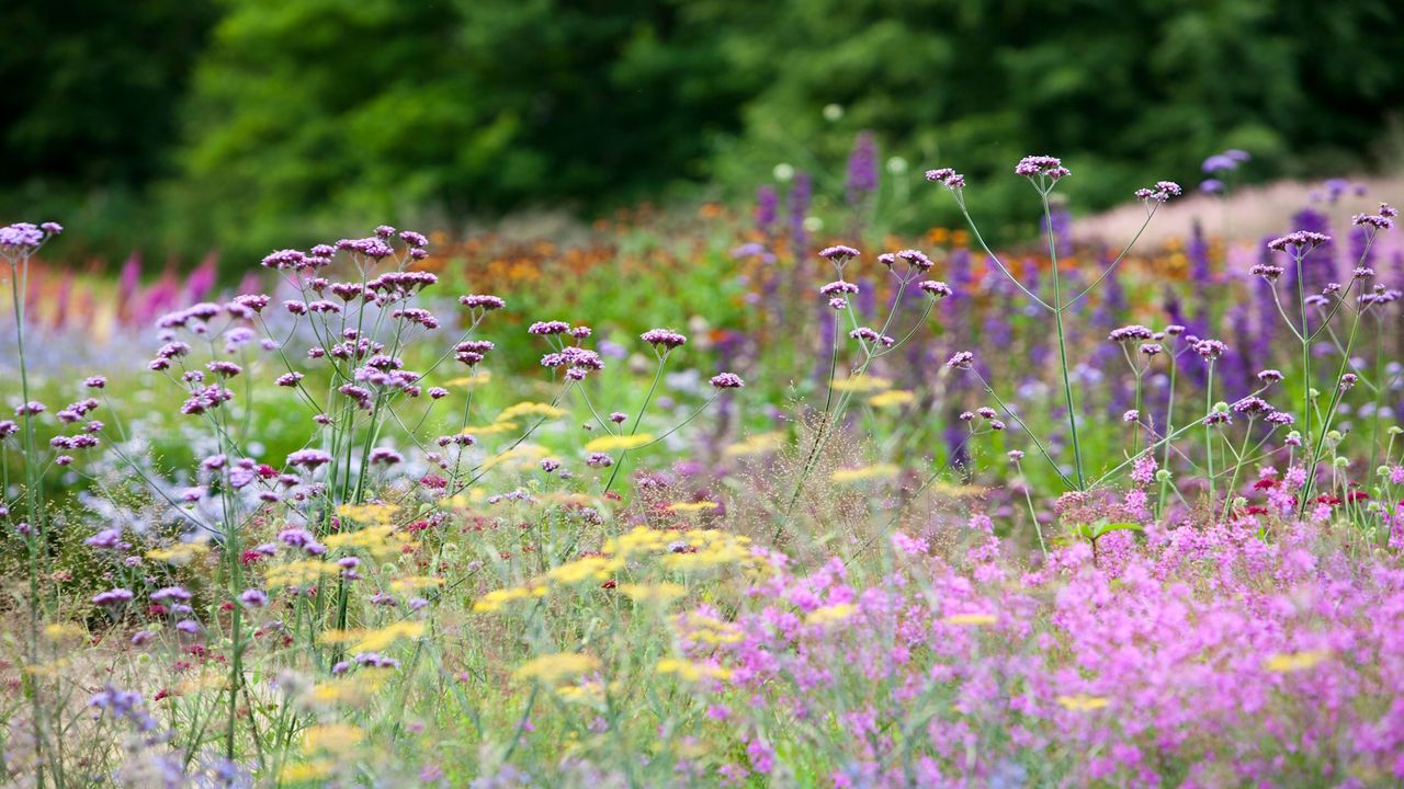 Piet Oudolf design Pensthorpe Norfolk