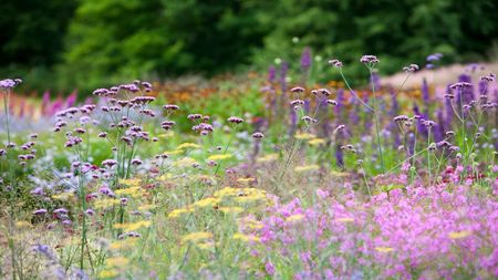 Piet Oudolf design Pensthorpe Norfolk, perennial planting